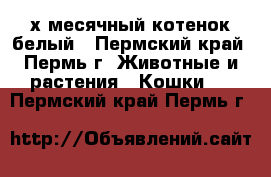 2-х месячный котенок белый - Пермский край, Пермь г. Животные и растения » Кошки   . Пермский край,Пермь г.